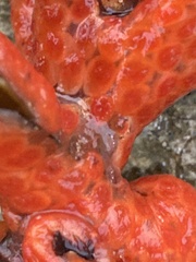 Metandrocarpa dura