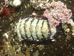 Onithochiton quercinus