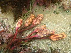 Pyura gibbosa