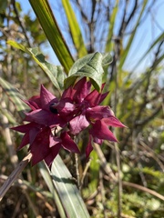 Clerodendrum fortunatum