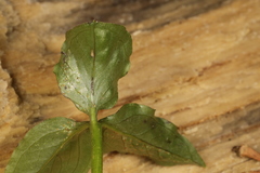 Uromyces ari-triphylli