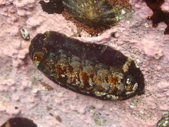 Onithochiton quercinus