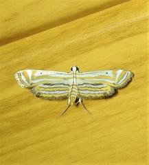 Parapoynx villidalis