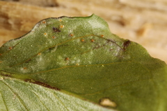 Uromyces ari-triphylli