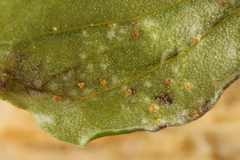 Uromyces ari-triphylli