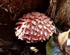 Boletellus deceptivus