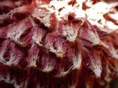 Boletellus deceptivus