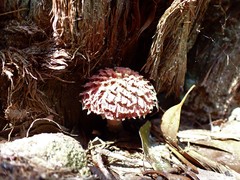 Boletellus deceptivus