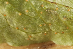 Uromyces ari-triphylli