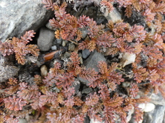 Acaena saccaticupula