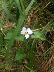 Viola ocellata