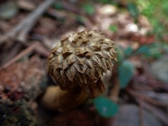 Boletellus deceptivus