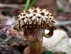 Boletellus deceptivus