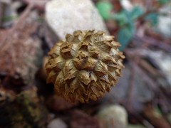 Boletellus deceptivus