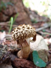 Boletellus deceptivus