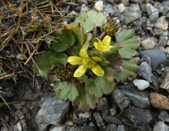 Ranunculus royi