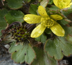 Ranunculus royi
