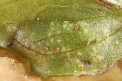 Uromyces ari-triphylli