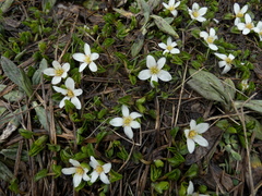 Caltha obtusa