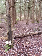 Pleurotus levis