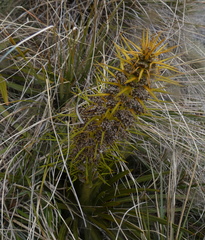 Aciphylla kirkii