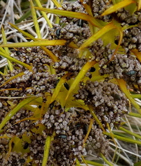 Aciphylla kirkii