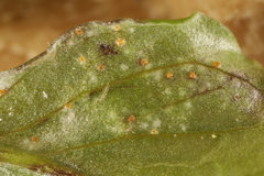 Uromyces ari-triphylli