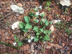 Viola ocellata
