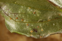 Uromyces ari-triphylli