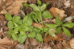 Uromyces ari-triphylli