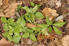 Uromyces ari-triphylli