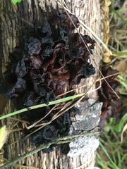 Phaeotremella foliacea