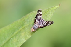 Austrotephritis fuscata