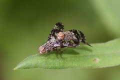 Austrotephritis fuscata