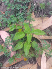 Alonsoa meridionalis