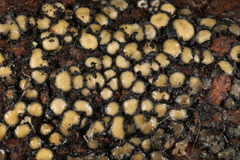 Coccomyces strobi