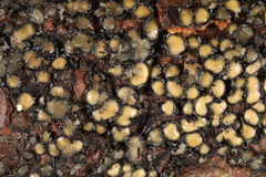 Coccomyces strobi