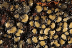 Coccomyces strobi
