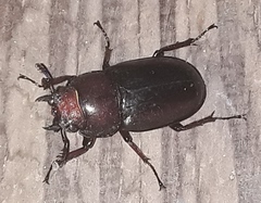 Prosopocoilus
