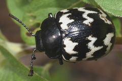 Leptinotarsa lacerata