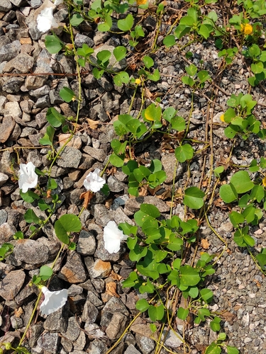 Ipomoea pes-caprae