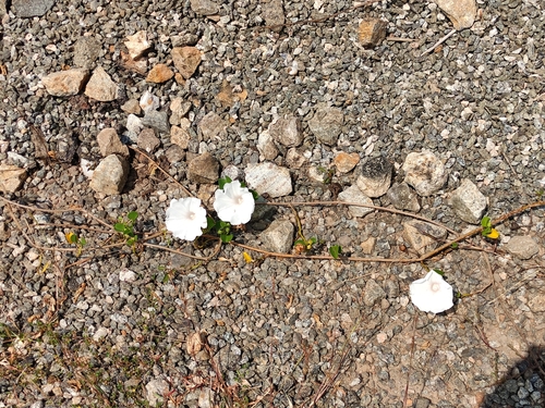 Ipomoea pes-caprae
