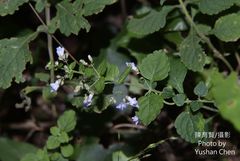 Isodon amethystoides