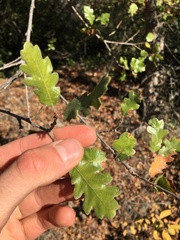 Quercus × macdonaldii