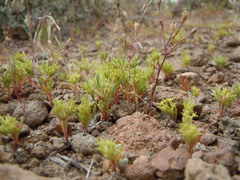 Chorizanthe watsonii