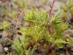 Chorizanthe watsonii