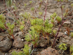 Chorizanthe watsonii