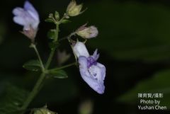 Isodon amethystoides