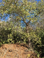 Quercus × macdonaldii