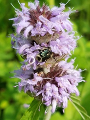 Trichiotinus piger